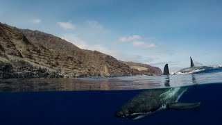 Great White Shark Dive | Islander | Guadalupe Island