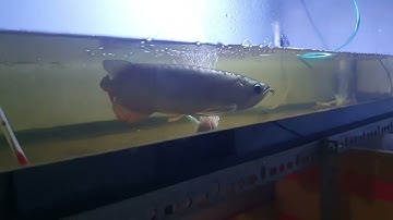 cá rồng sốc nước bơi lại sau 2 ngày điều trị