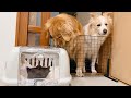 保護した子猫の体調が急変して入院してました...毎日お見舞いに来ていた大型犬との関係にも変化が ??【ゴールデンレトリバー・ボーダーコリー】