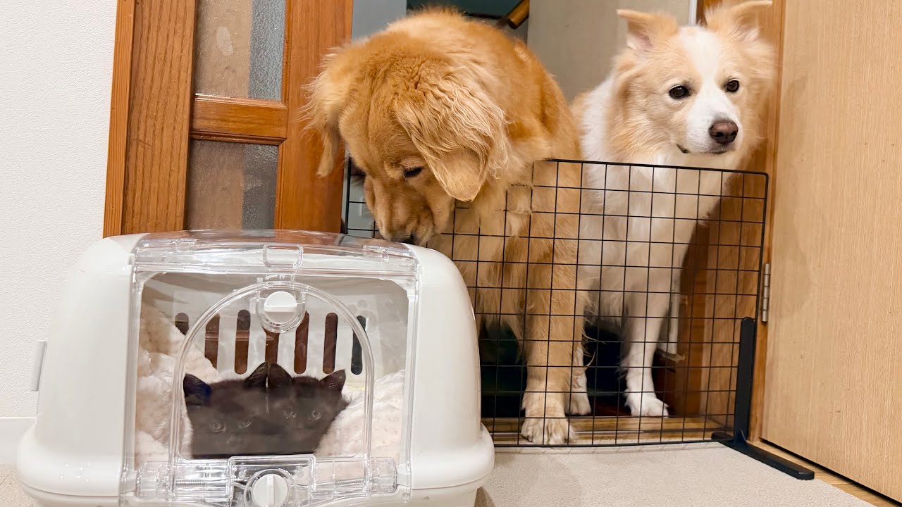 保護した子猫の体調が急変して入院してました...毎日お見舞いに来ていた大型犬との関係にも変化が ??【ゴールデンレトリバー・ボーダーコリー】