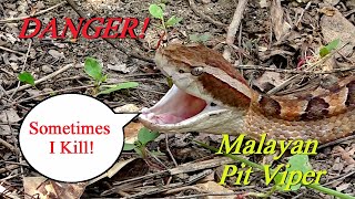 DANGEROUS - MALAYAN PIT VIPER