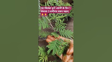 30 सितंबर दुर्गा अष्टमी के दिन 1 बेलपत्र 3 शमी पत्र शिवलिंग पर चढ़ा देने #pradeepmishrajidhankeupay