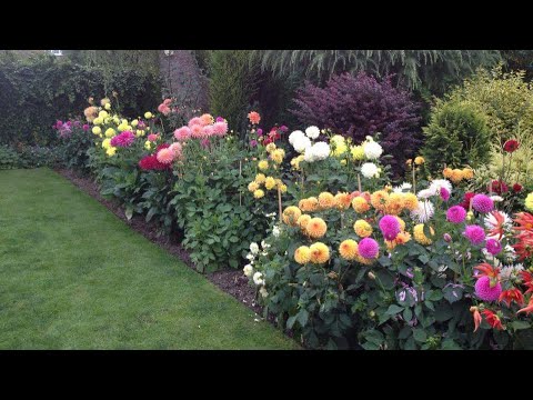 Wideo: Jak zostać ogrodnikiem w Wielkiej Brytanii?