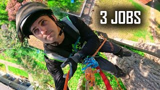 Massive Tree Trim, Maple Removal & Pear Tree Rigging