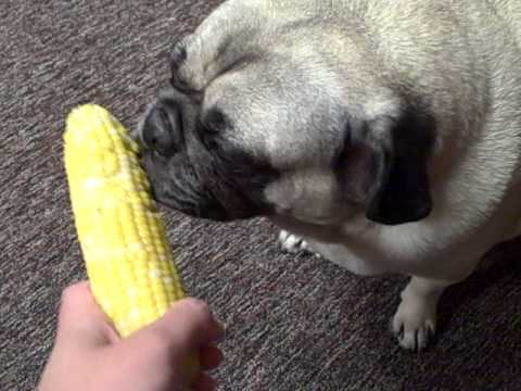 Can Dogs Eat Sweet Corn Cobs Can Dogs Eat Sweet Corn Cobs