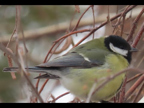 Видео: Хотын шувууг өвөл хэрхэн яаж тэжээх вэ