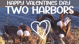 Two Harbors ▪︎ Chase \& Cholyn ▪︎ Mating Blunder \& Trying to Share Egg Cup ▪️ 2024 ▪︎ Explore.org