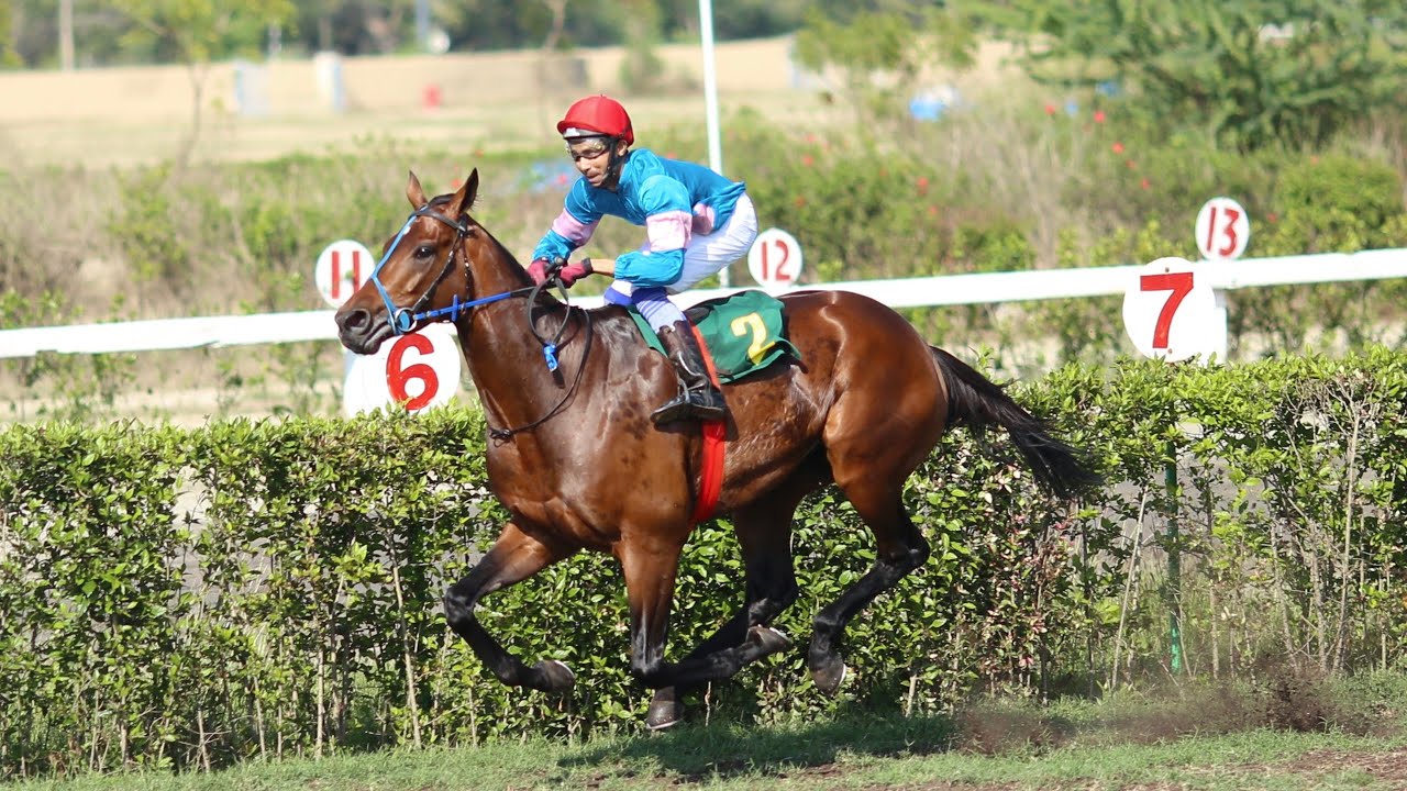 6th Race The Queen Elizabeth Cup Distance 2000 Meter Winner Pakistani Star ( Pakistan Horse Racing )