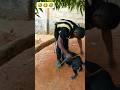 Massaging time #pets #petlovers #petshorts #petfriendly #petshub