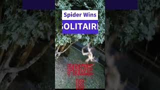 SPIDER WINS SOLITAIRE screenshot 2