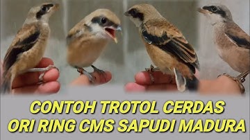 CONTOH TROTOL CENDET ORI SAPUDA MADURA CERDAS, ciri ciri trotol cendet mudah masuk materi
