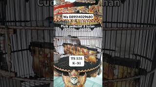 Download Lagu Perkutut Bangkok jantan usia 3 bulan || jual perkutut Bangkok berkualitas MP3 Download Lagu Perkutut Bangkok jantan usia 3 bulan || jual perkutut Bangkok berkualitas MP3