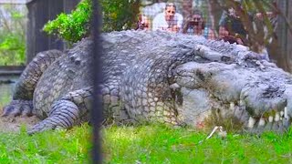 CROCODILOS INCRIVELMENTE GRANDES QUE REALMENTE EXISTEM