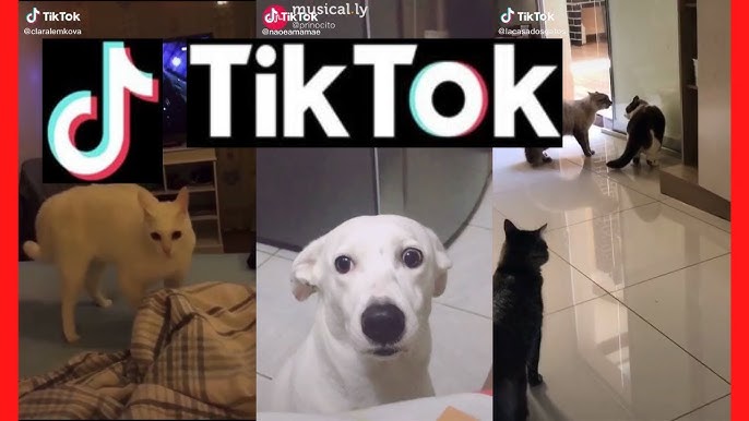 Vídeos Engraçados De Animais｜Pesquisa do TikTok