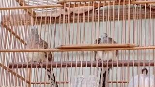 suara perkutut besar ring Palem Bird Farm Tasik sekarang Indukan B. 10 DNS BF Demak