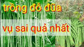 Trồng Và Chăm Sóc Vụ Đỗ Đũa Sai Quả Nhất Trong Năm Trồng Đỗ Đũa Tháng Mấy Sai Quả Nhất???