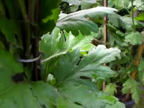 菊作り 菊の葉に虫の糞が沢山あるのを発見 Youtube