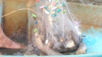 Một ngày giăng lưới dính nhiều cá rô