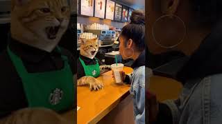 Angry Cat Barista LOSES IT at Starbucks