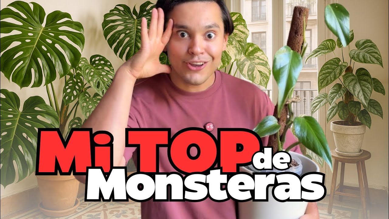 Ranking definitivo de Monsteras: la única que SÍ merece la pena (y la que jamás volvería a comprar)