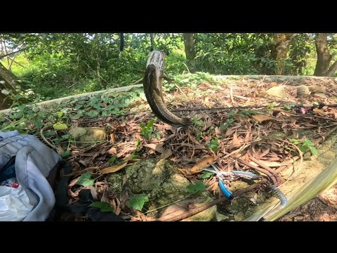 Nag Try lang ulit kami mag bass fishing gamit ang pamaen na hipon pero eto ang nahuli ko..