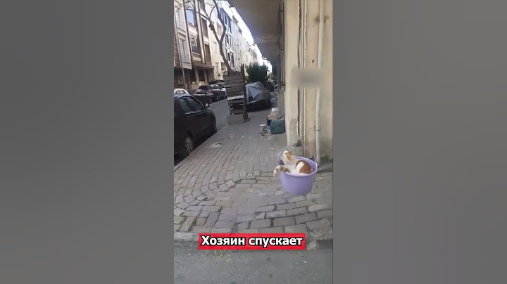 Коту сделали лифт