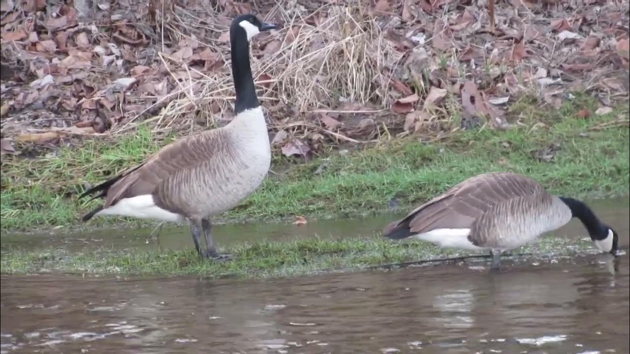 Canadian Geese in Virginia (February 2023) YouTube