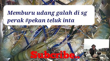 memburu udang galah di sg perak teluk intan 🦐🦐🎣