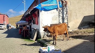 KÜRTÜN KAZIKBELİ YAYLASINI GEZDİK