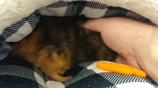 My Guinea Pig Is Traumatized and Crying Now [KONA & SUBA GUINEA PIGS]