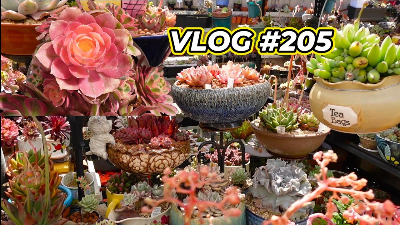 STOP Succulents from FADING & BURNING & MAKE MORE SPACE | VLOG #205