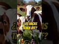 Las vacas tienen mejores amigas 🐄 #vacas #amistad #shorts #curiosidades #shorts #youtubeshorts