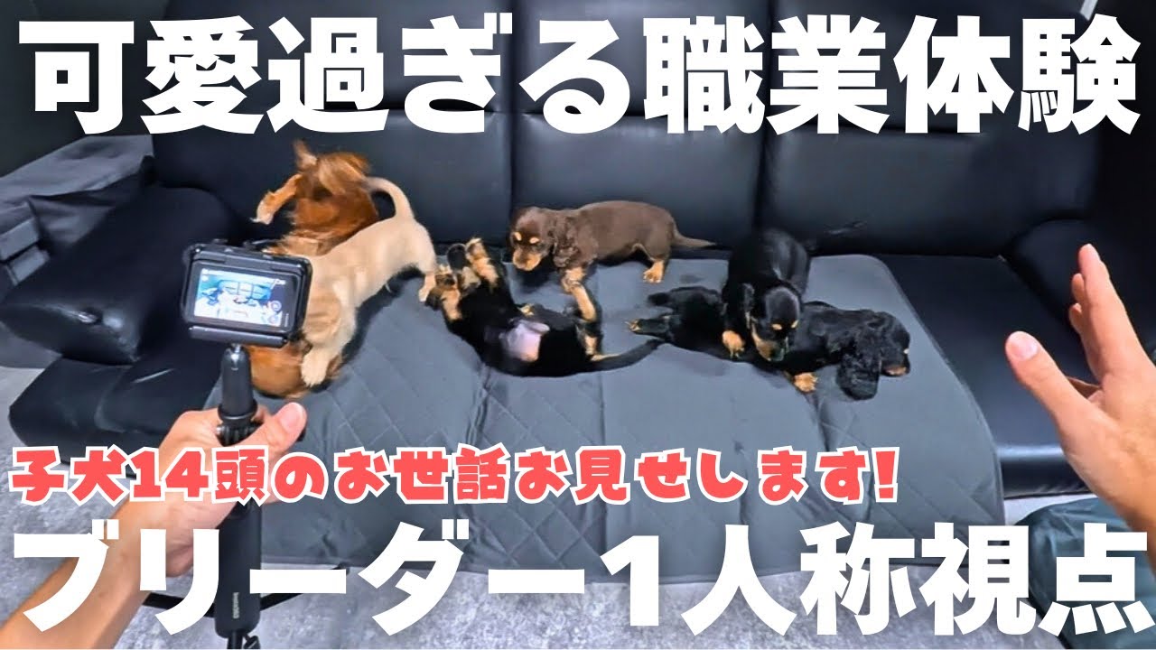 【貴重映像】ブリーダーが子犬14頭をお世話する一人称視点