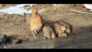 ลูกไก่ป่าผสนน้ำ1 me nyuam qaib F1