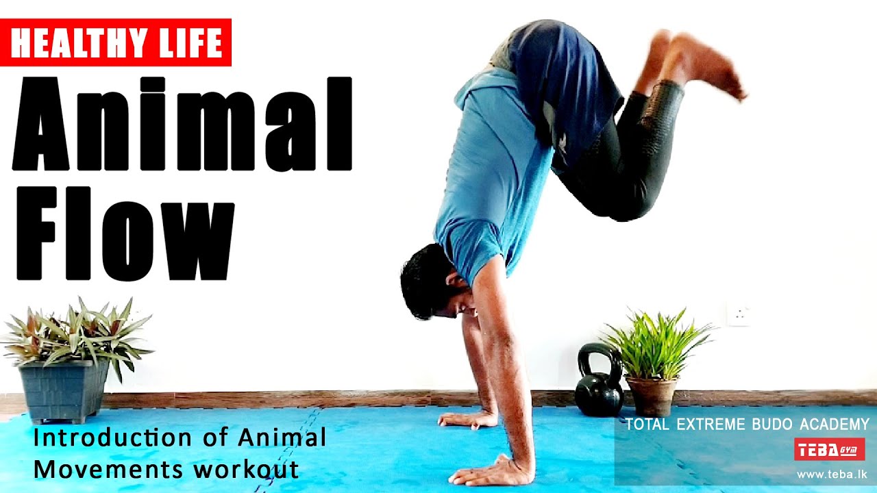 HEALTHY LIFE - Animal Flow Workout Introduction