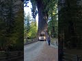 Chevy Tahoe Squeezing Through Chandelier Drive-Thru Tree