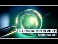 Fcondation in vitro fiv  icsi  animation 3d
