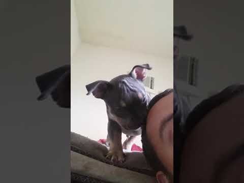 Baba Yaga - American Bully, vídeo 2