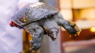 How to cook live turtle traditional cuisine from Japan's long-established restaurant!