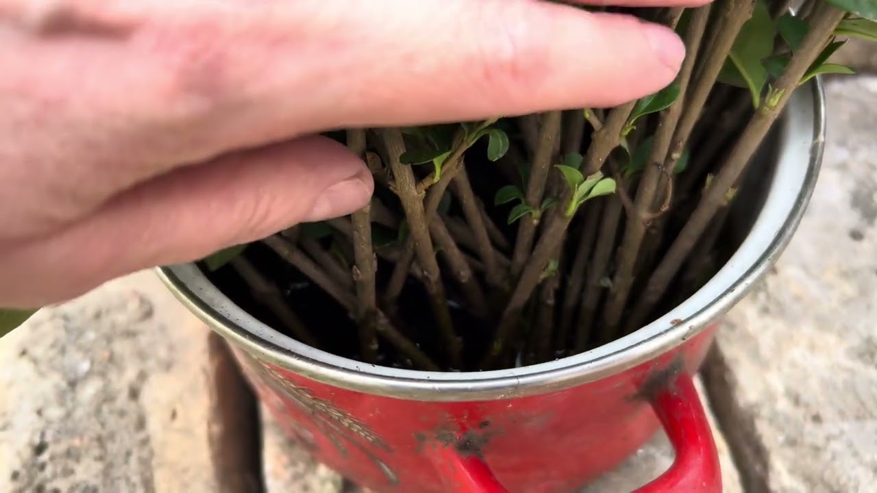 Дом в Сербии. Наводим красоту. Гладим кошку. Любуемся.