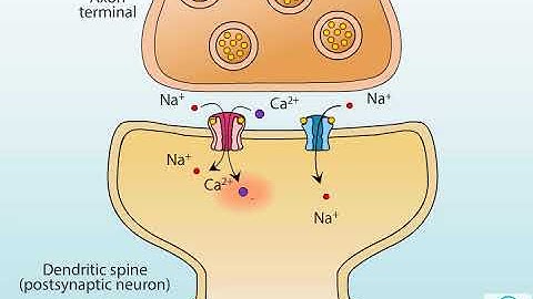 AMPA and NMDA receptors
