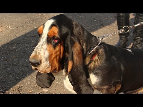 Бассет-хаунд – вот она собака лейтенанта Коломбо! Бассет-хаунд – вот она собака лейтенанта Коломбо!