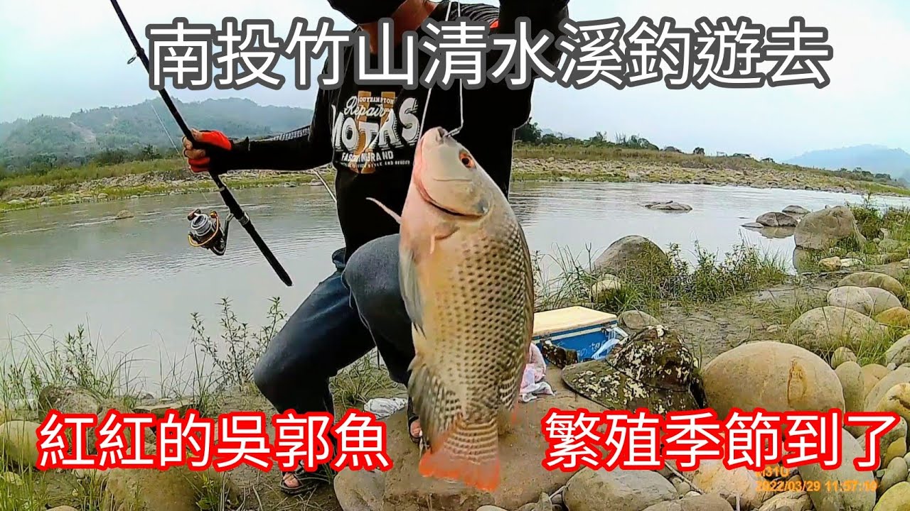 紅紅的呉郭魚原來是繁殖季節到了，竹山清水溪釣遊去（119集）@Pin338548