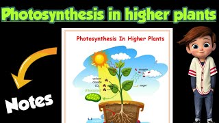 | photosynthesis in higher plants |Best notes |Class 11| Biology | Ch-13 notes| @Edustudy_point