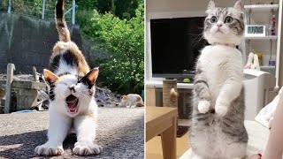 Best Kittens Videos - Am I So Cute? | Ep. #28 by Cats Are the Best Pets 144,879 views 2 years ago 8 minutes, 26 seconds