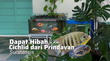 Dapet Hibah Ikan asal India Suratensis