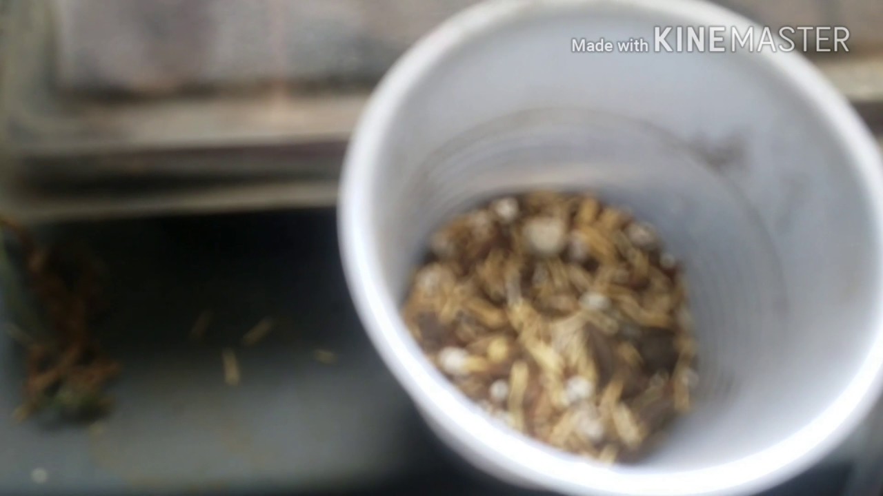 Attitude Seedbank Order Arrived