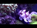 FROGFISH 101: The Frogfish Files (info heavy)