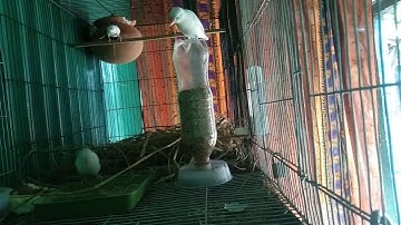 White java bird mating call ।। white Java sound ।। white java nesting