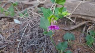 7-1-22: Mirabilis jalapa \